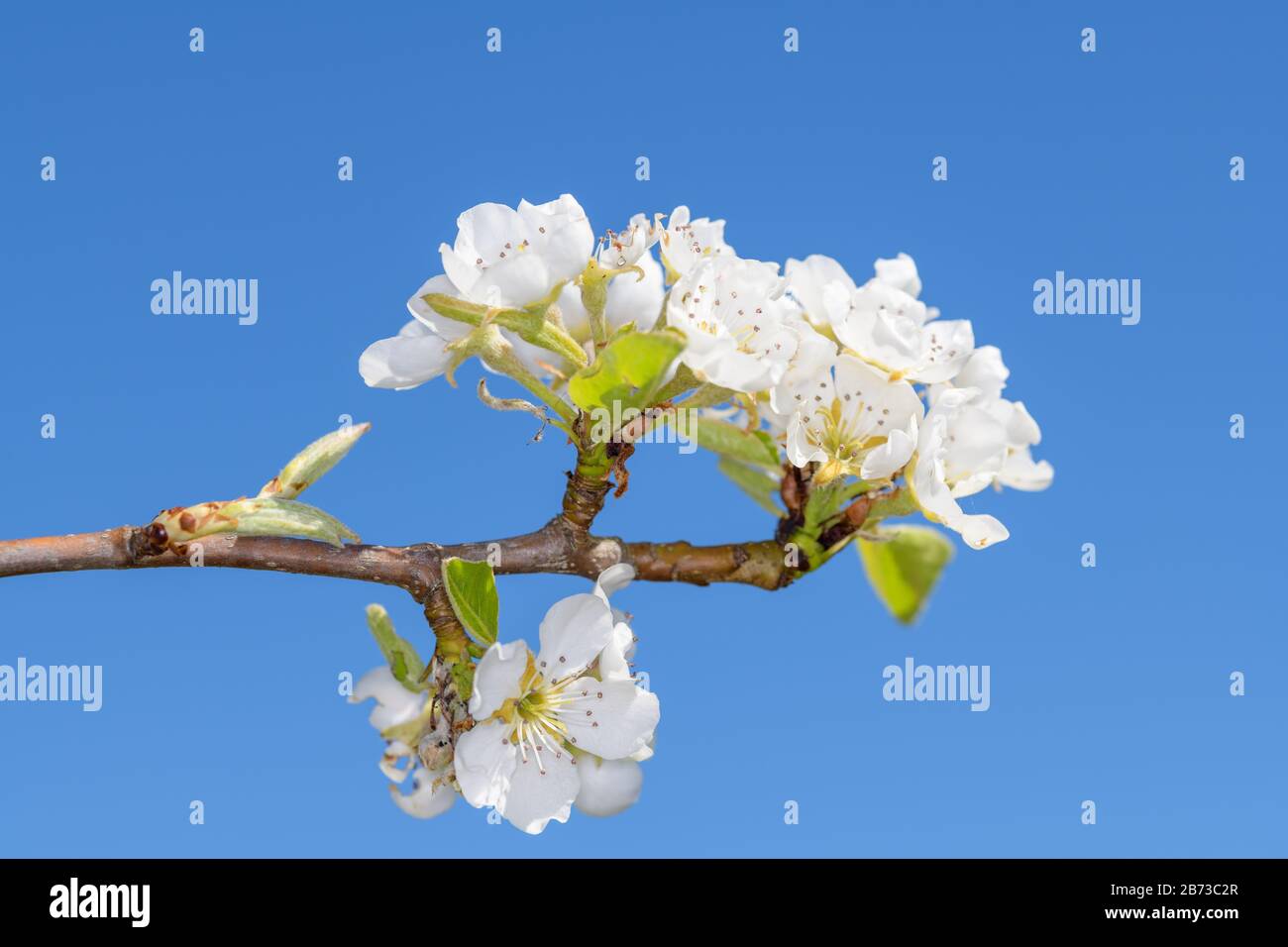 The cultivated pear Pyrus communis, is a plant that belongs to the pome family (Pyrinae) from