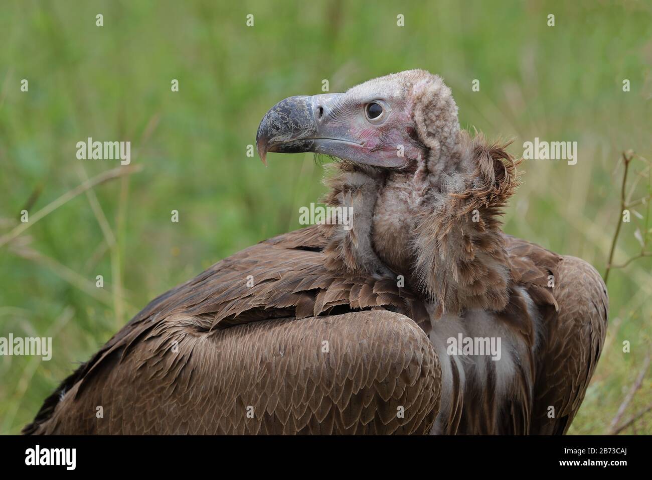 The lappet-faced vulture or Nubian vulture is an Old World vulture ...