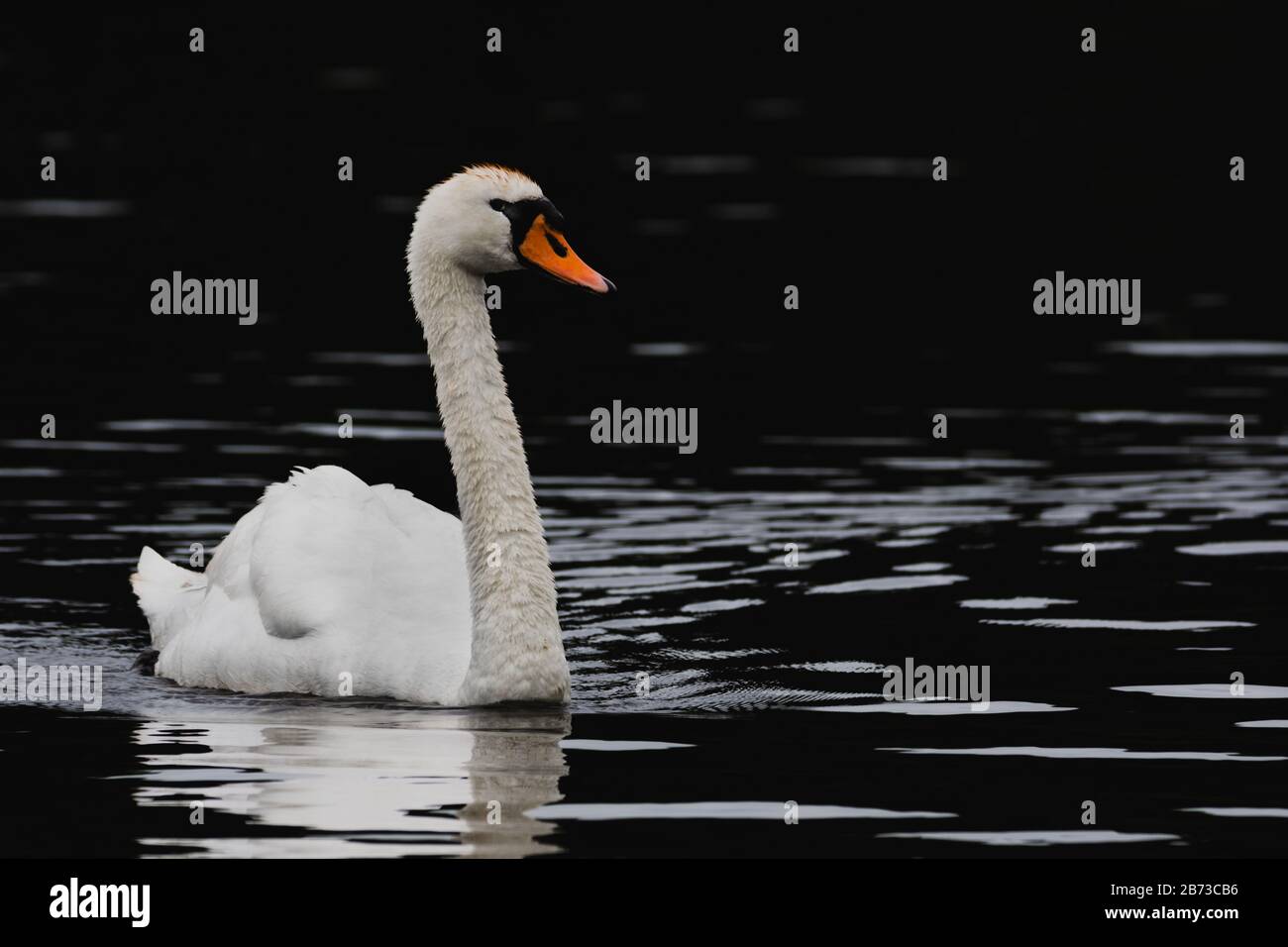 A lone swan paddling through a lake that appears black Stock Photo Alamy