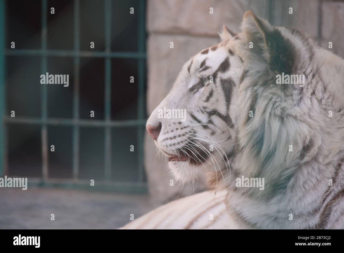 Close up view of white tiger Stock Photo