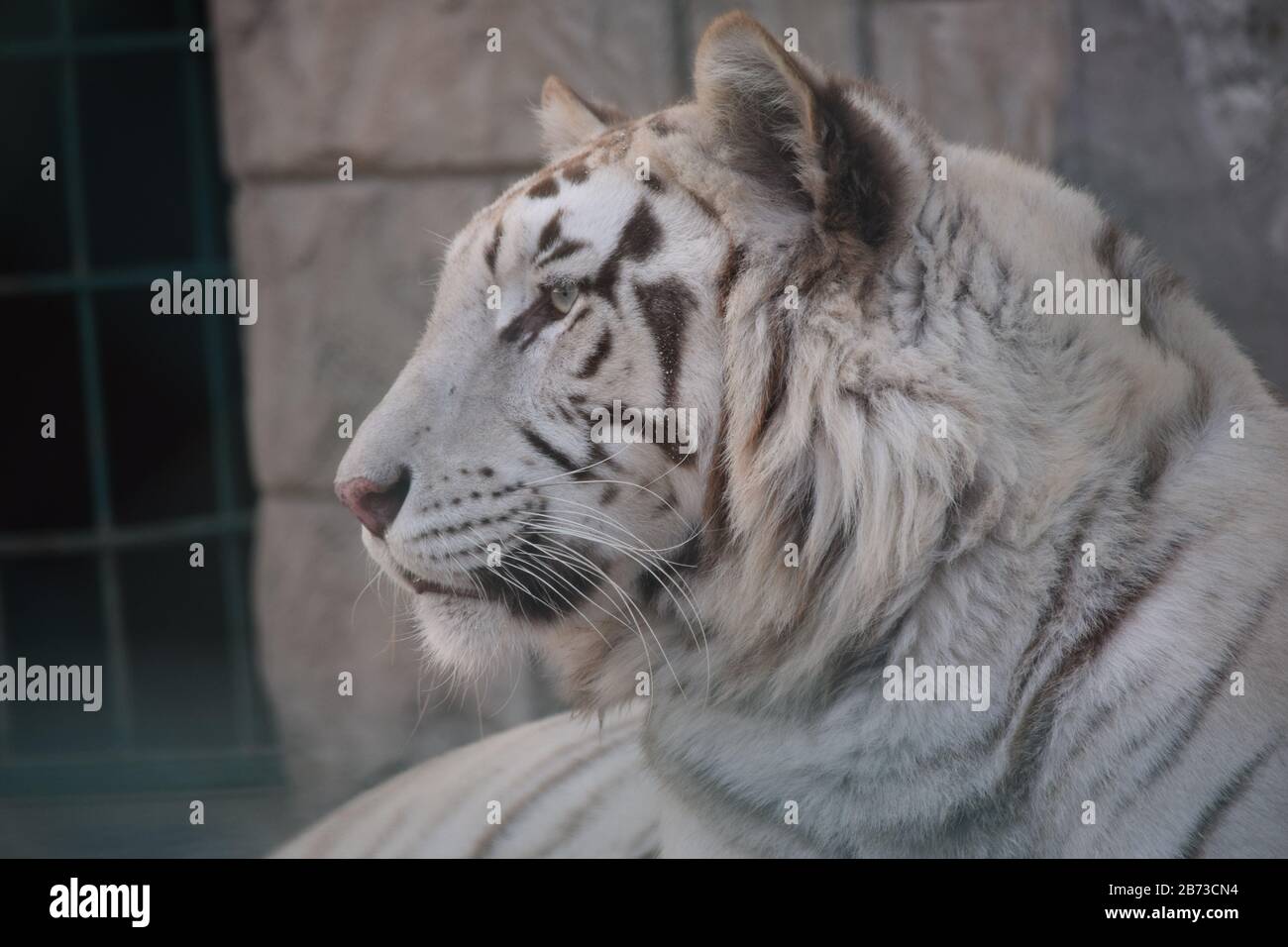 Close up view of white tiger Stock Photo