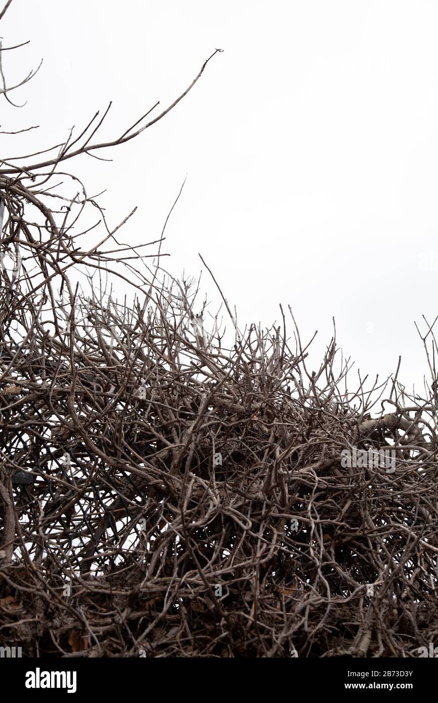 Dry Branch hedge Stock Photo
