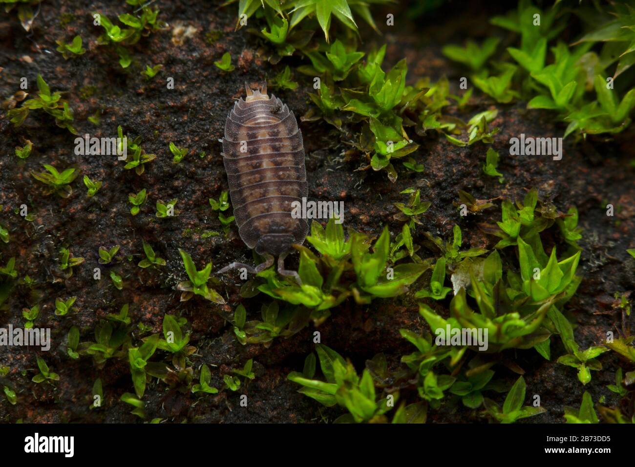 An Isopod in moss, India. Crustaceans that includes woodlice and their relatives. Stock Photo