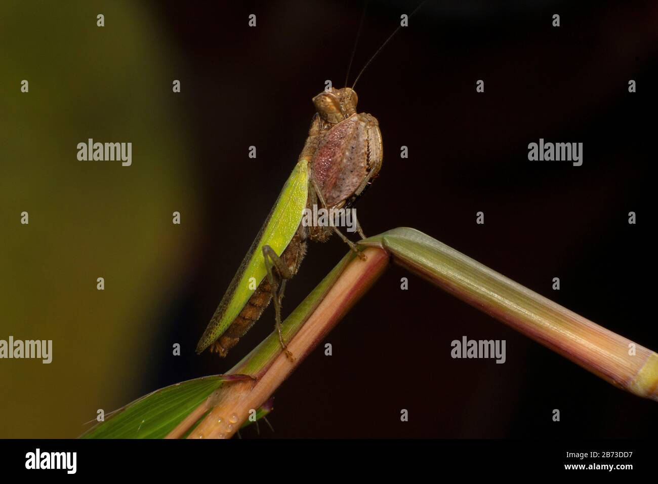 Boxer Mantis Adult. Common name given to various species of praying mantis, India Stock Photo
