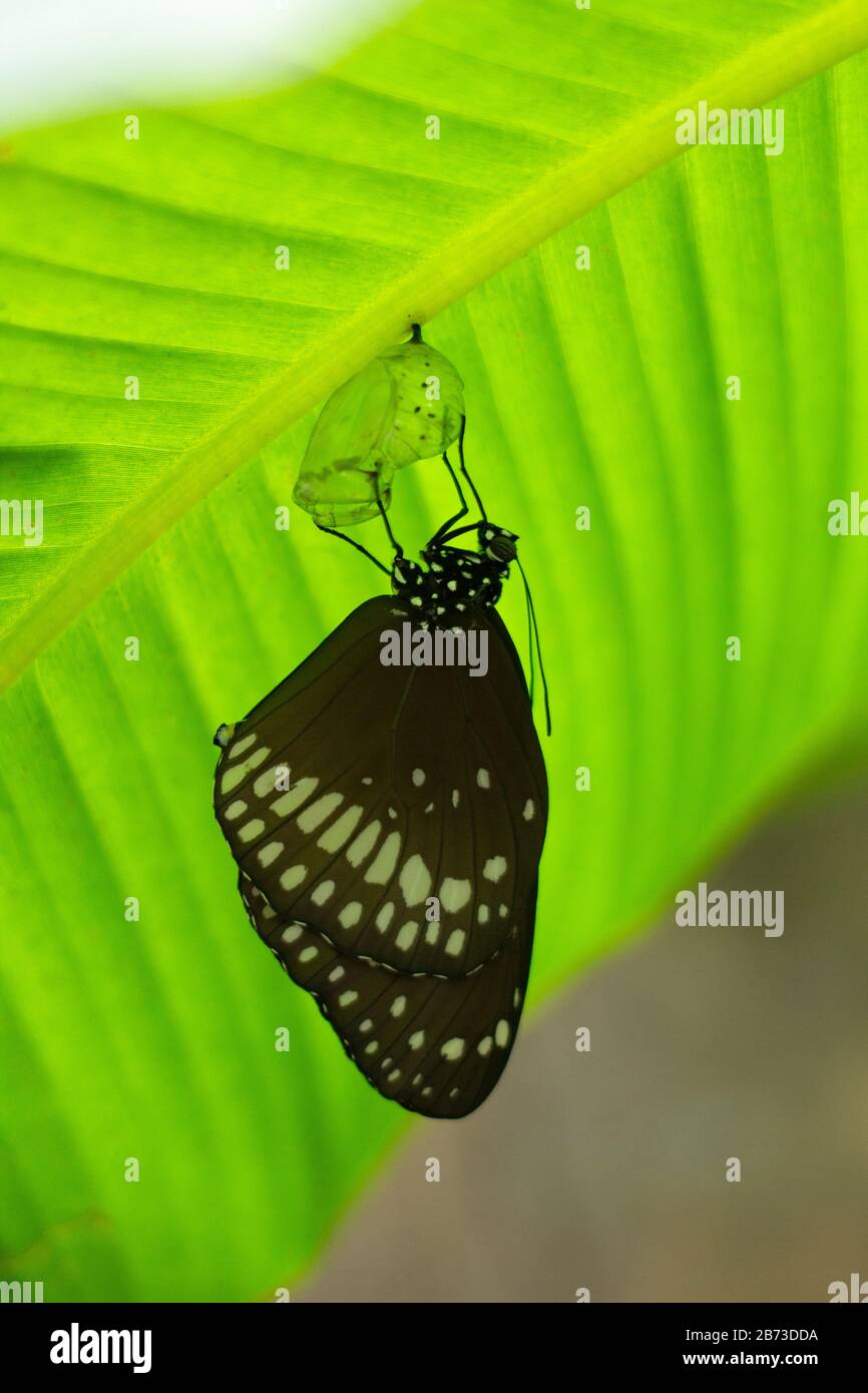 Common crow butterfly coming out of the chrysalis, India Stock Photo