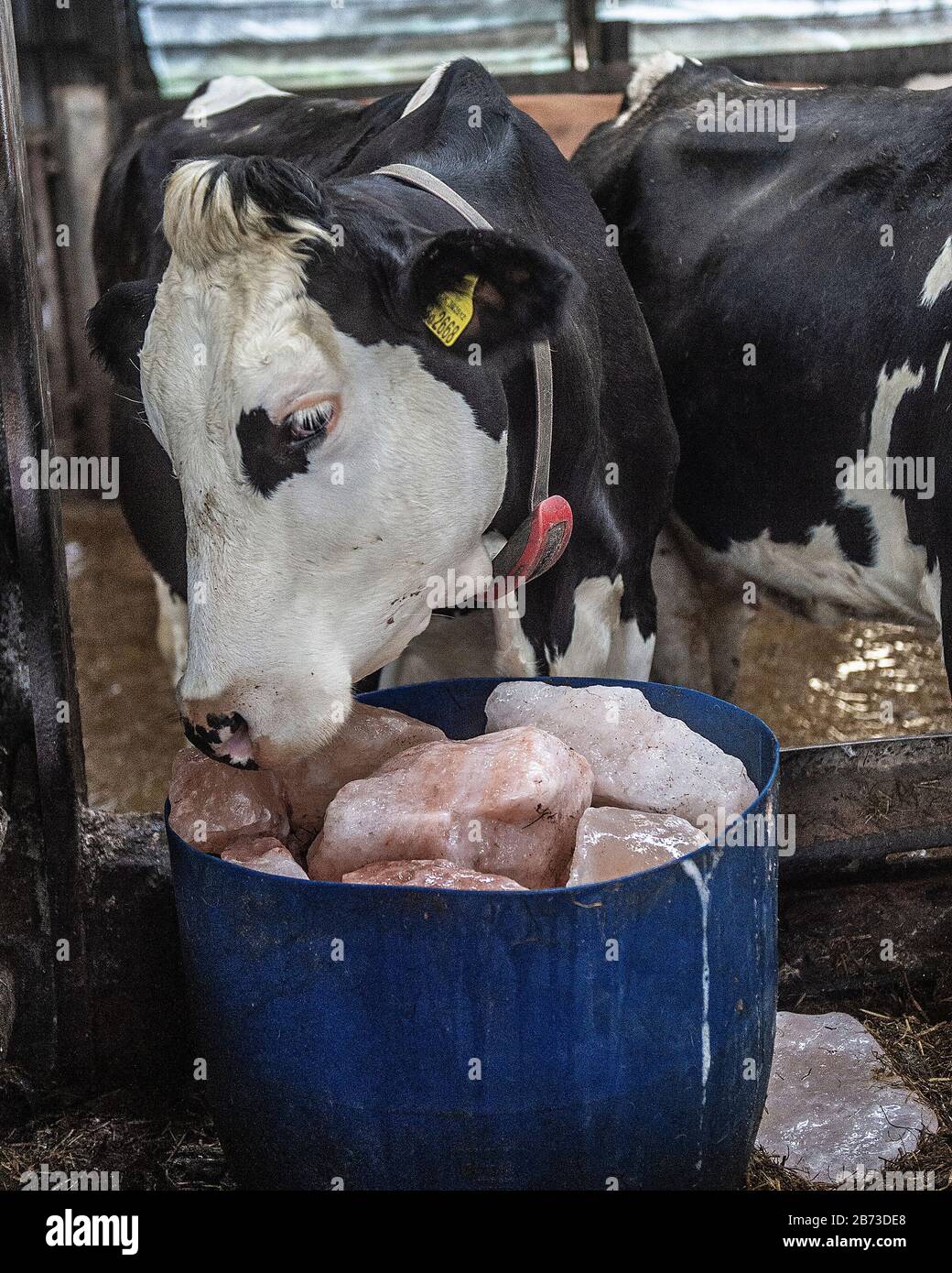dairy cow using salt lick Stock Photo