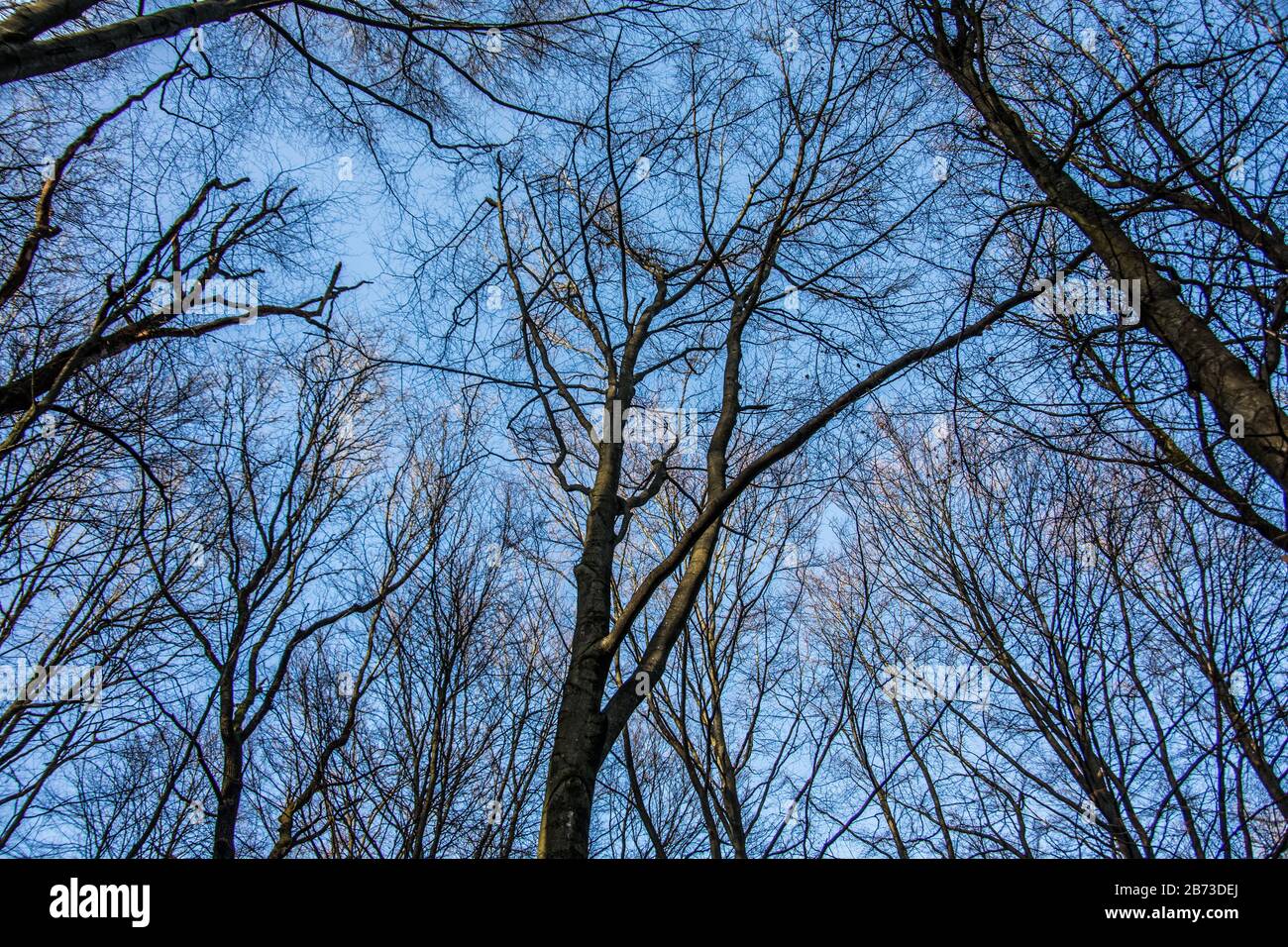 light forest under a blue sky with wintry sun Stock Photo - Alamy