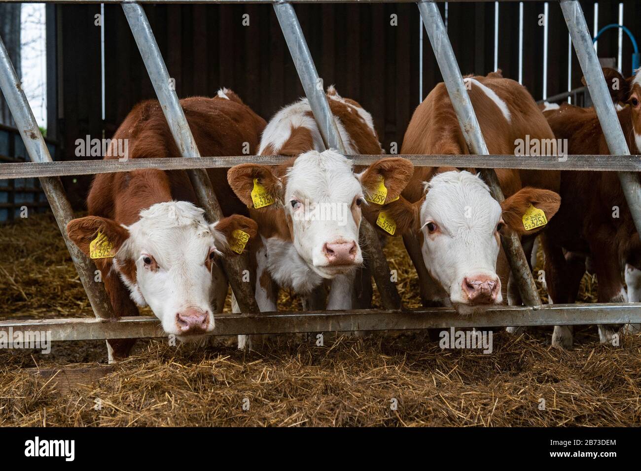 calves ,  mix of beef and dairy Stock Photo