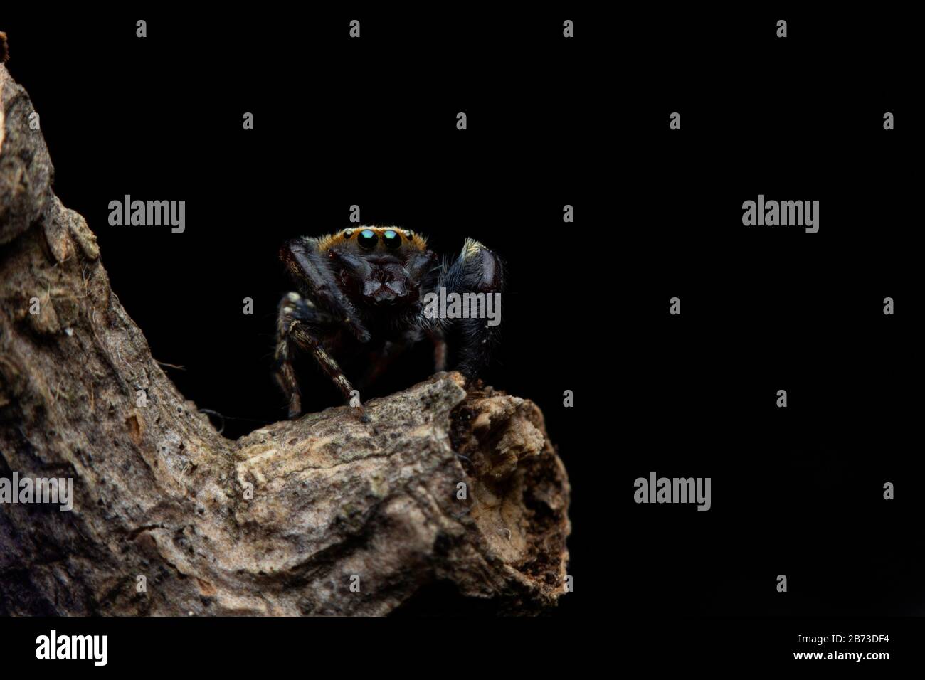 Rhene flavicomans, known as the wasp-mimic jumping spider, India Stock Photo