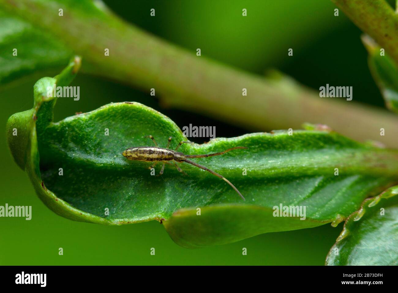 Springtail insect on leaf. Collembola form the largest of the three lineages of modern hexapods, India Stock Photo