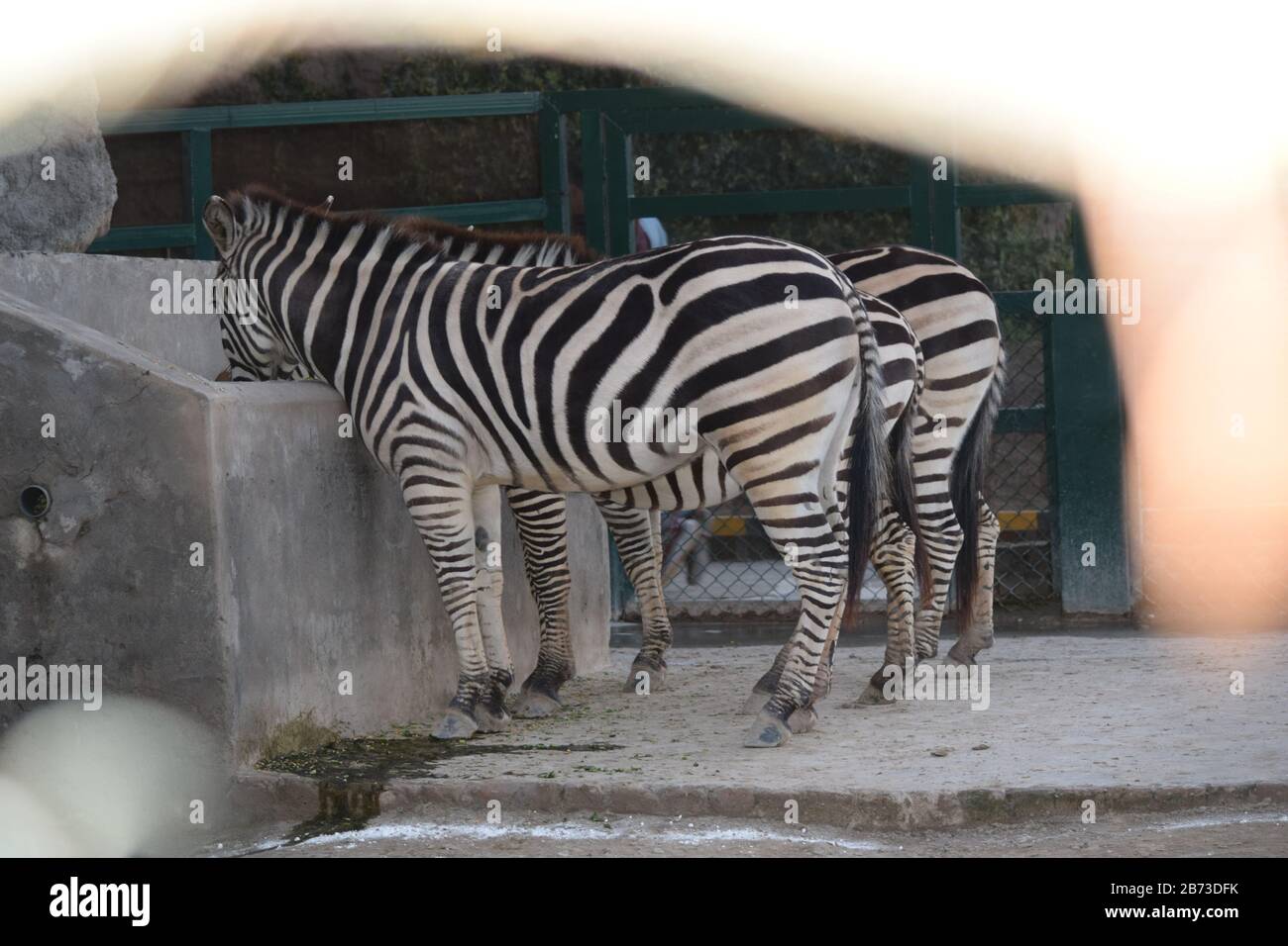 Parallel Zebra Group of gnu and zebras hi-res stock photography and images - Alamy