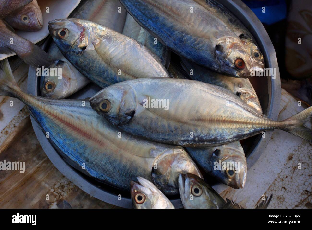 Indian ocean seafood hi-res stock photography and images - Alamy