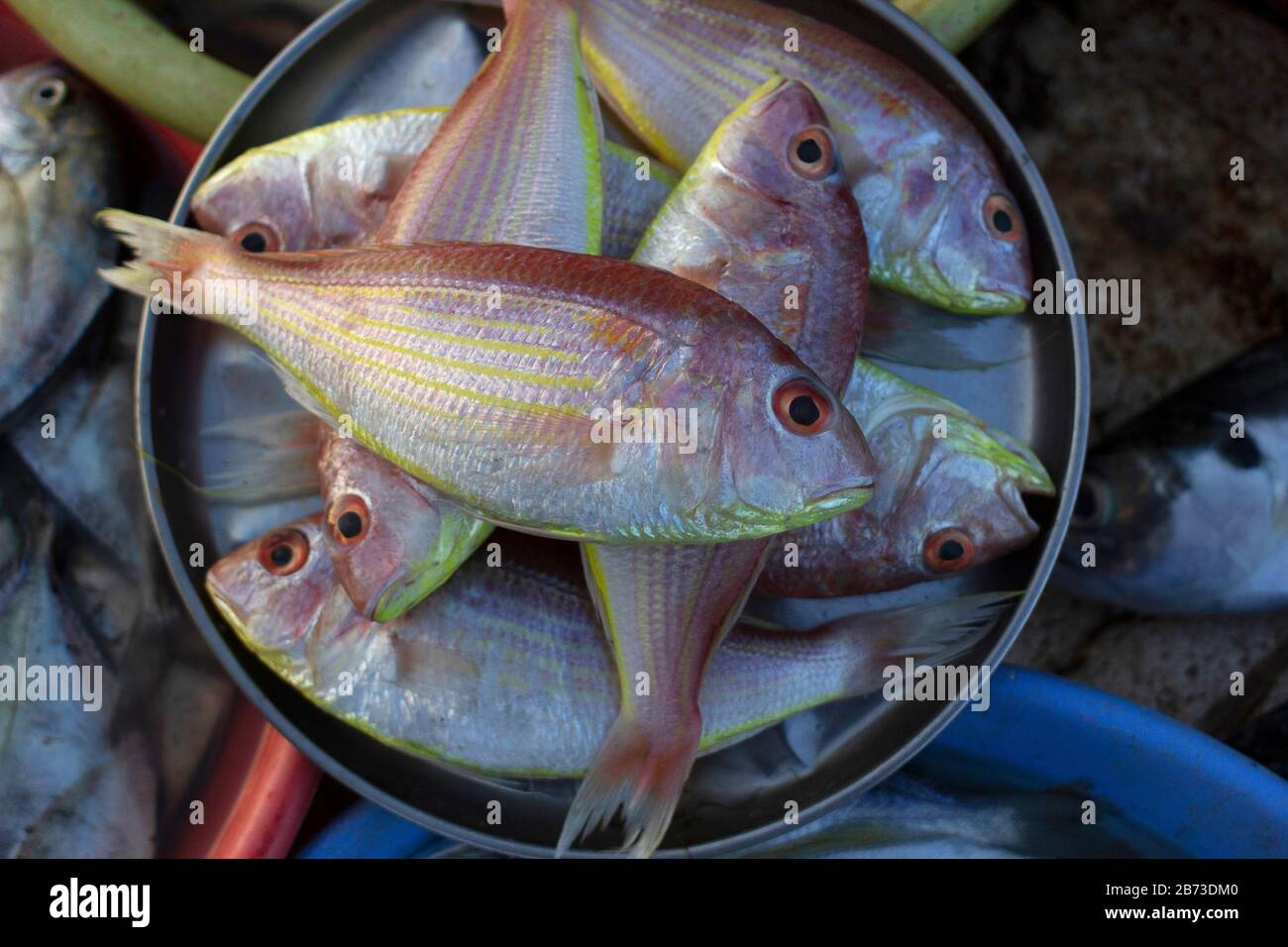Rani FIsh or Pink Perch Fish, Ratnagiri, Maharashtra, India Stock Photo
