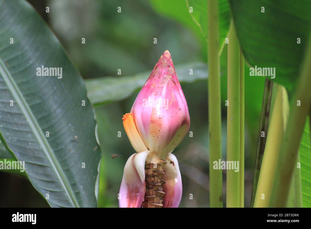 Beautiful banana flower, in Malaysian Borneo Stock Photo Alamy