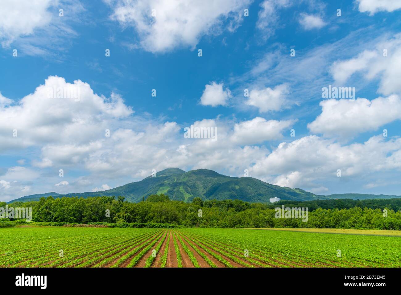 Potato Farmland Field In A Beautiful Springtime Sunny Day Rural Nature Landscapes Mountains Blue Sky And White Clouds On Background Stock Photo Alamy
