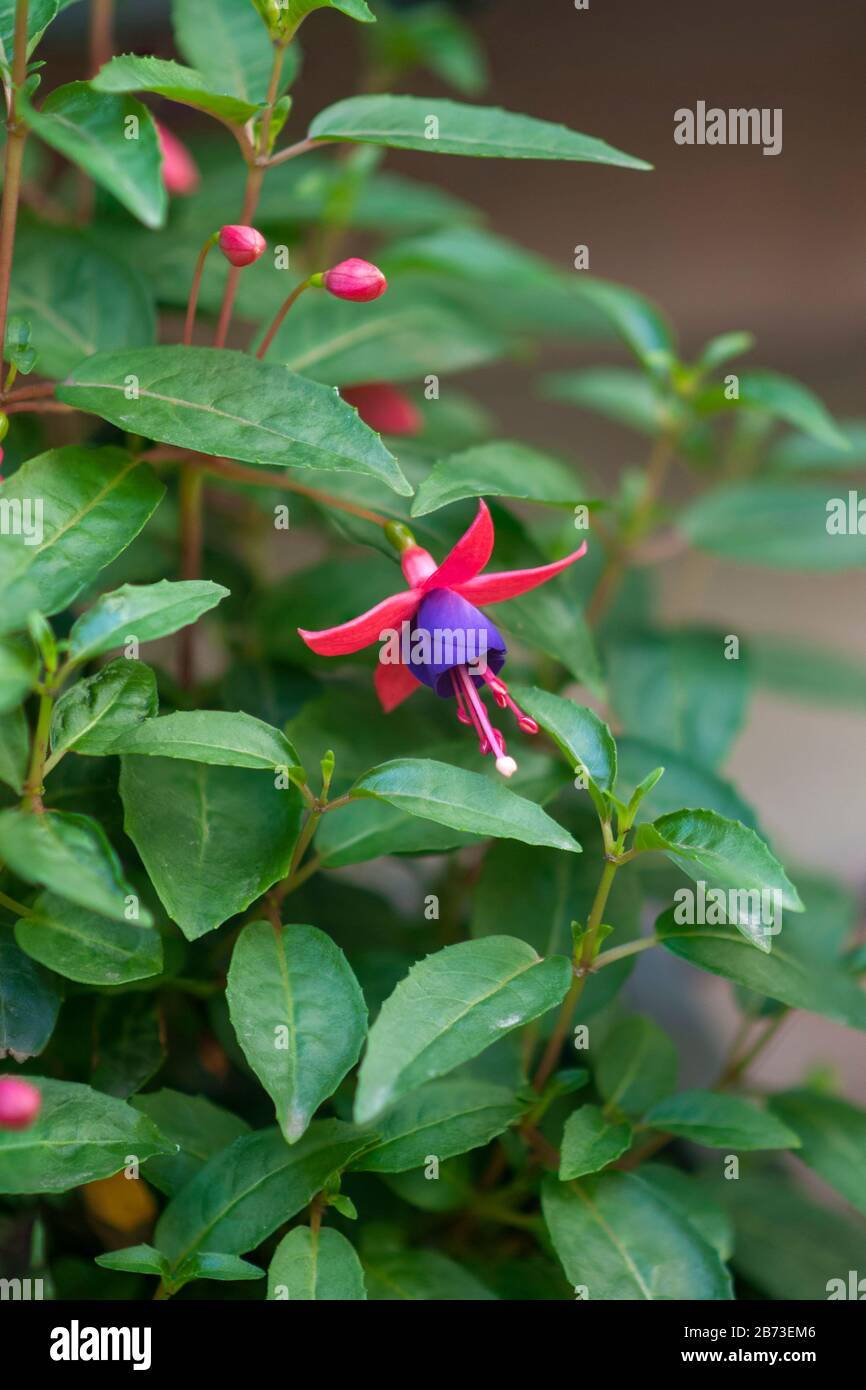Closeup of a flowering Fuchsia magellanica commonly known as the hummingbird fuchsia or hardy fuchsia, is a species of flowering plant in the family E Stock Photo