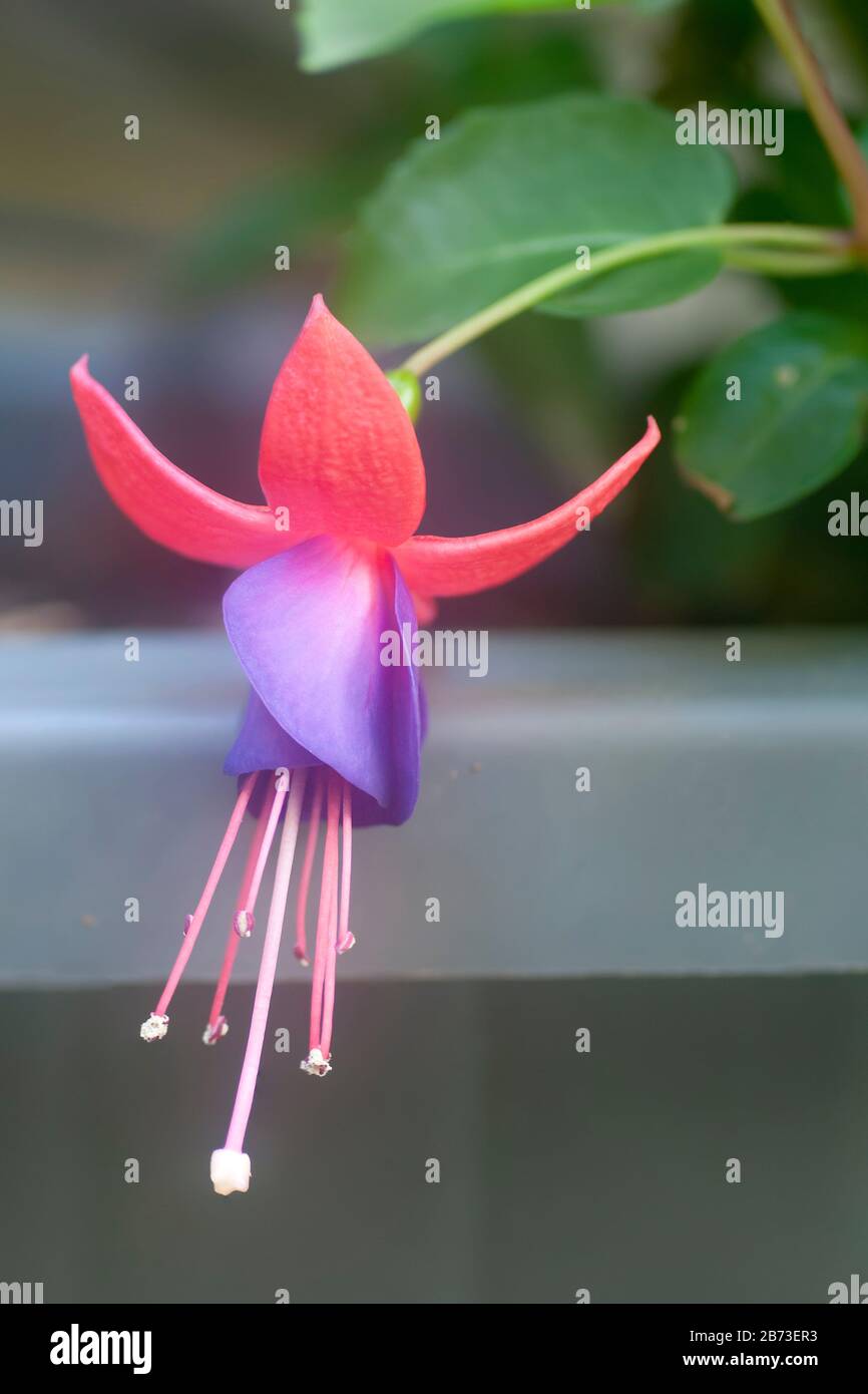 Closeup of a flowering Fuchsia magellanica commonly known as the hummingbird fuchsia or hardy fuchsia, is a species of flowering plant in the family E Stock Photo