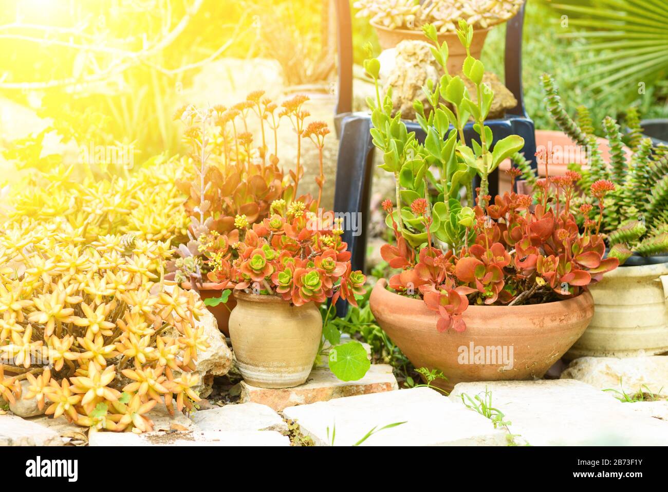 Group of succulent plants in a sunny garden. Springtime in modern garden. Stock Photo