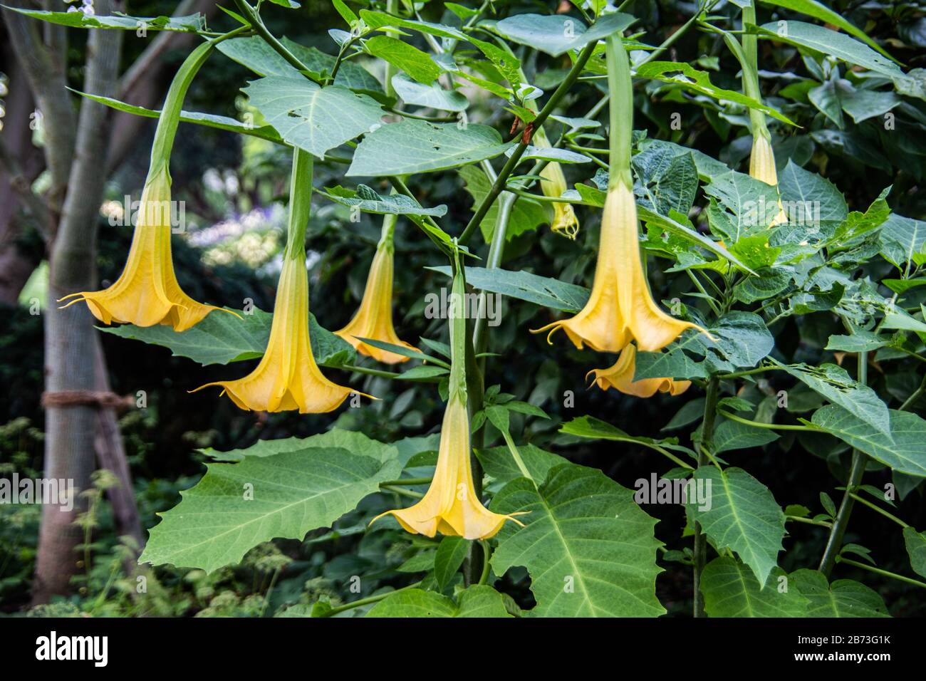 yellow flowers of the poisonous trumpet tree Stock Photo Alamy