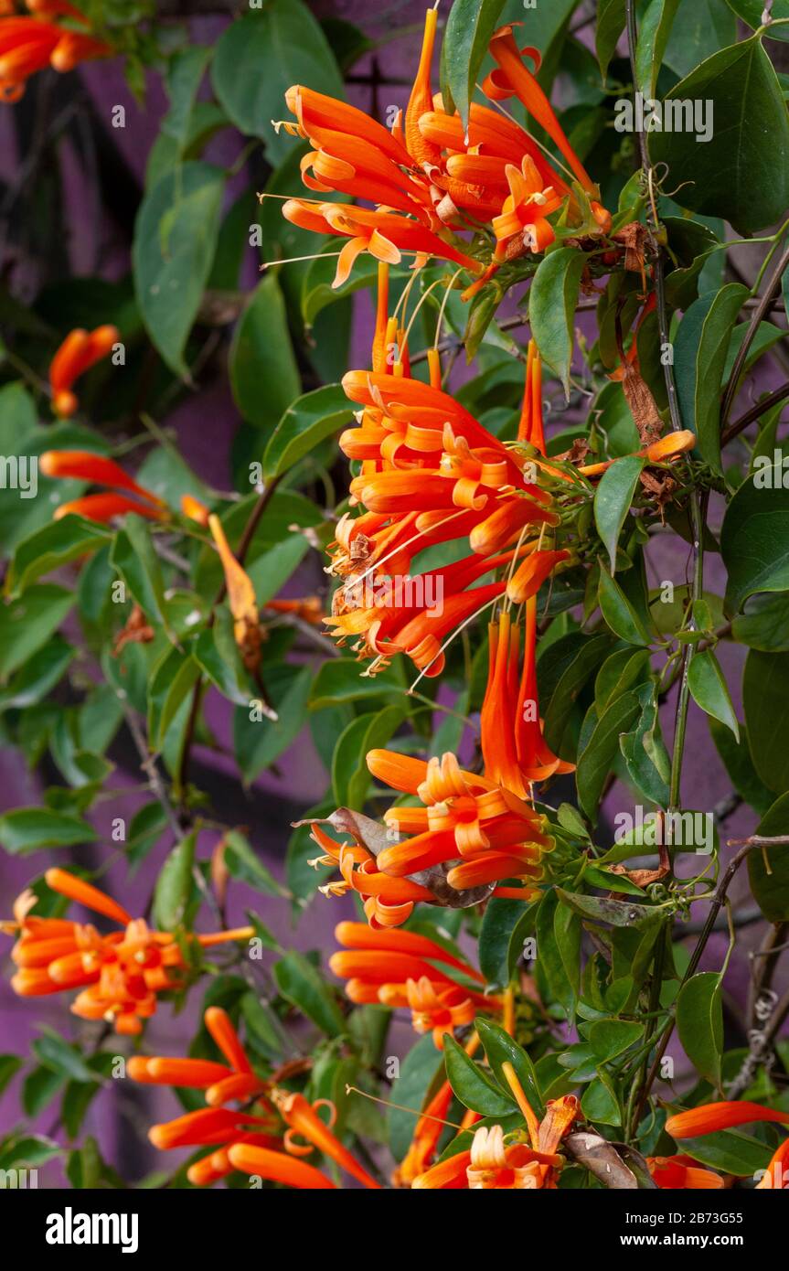 Pyrostegia venusta, also commonly known as flamevine or orange trumpetvine, is a plant species of the genus Pyrostegia of the family Bignoniaceae orig Stock Photo