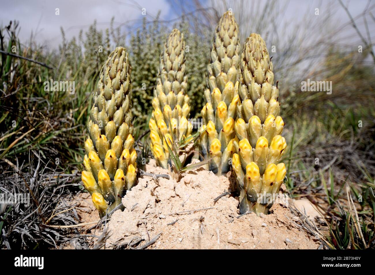 Yellow or desert broomrape, Cistanche tubulosa.  This plant is a parasitic member of the broomrape family. Photographed in the Negev Desert, Israel Stock Photo