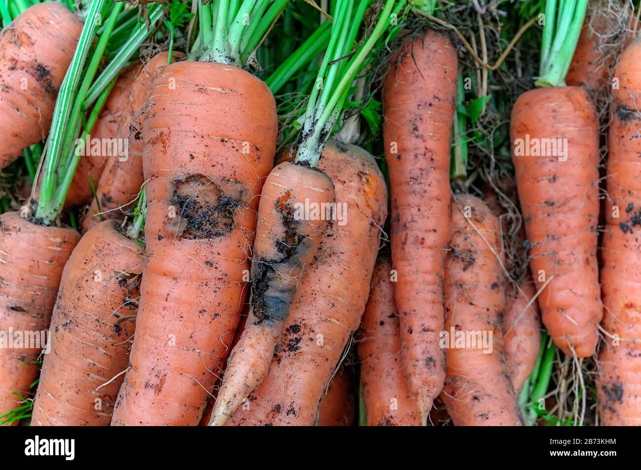Damage to carrots caused by the larva of the carrot fly. Protect the