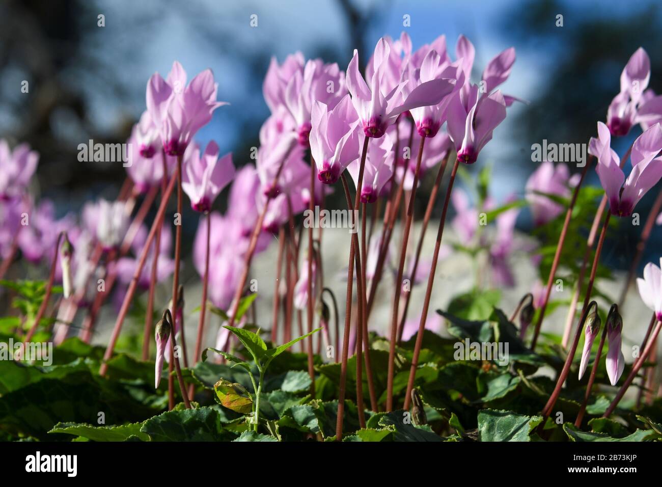 a cluster of Flowering Persian Violets (Cyclamen persicum). Photographed in Israel in March. Stock Photo