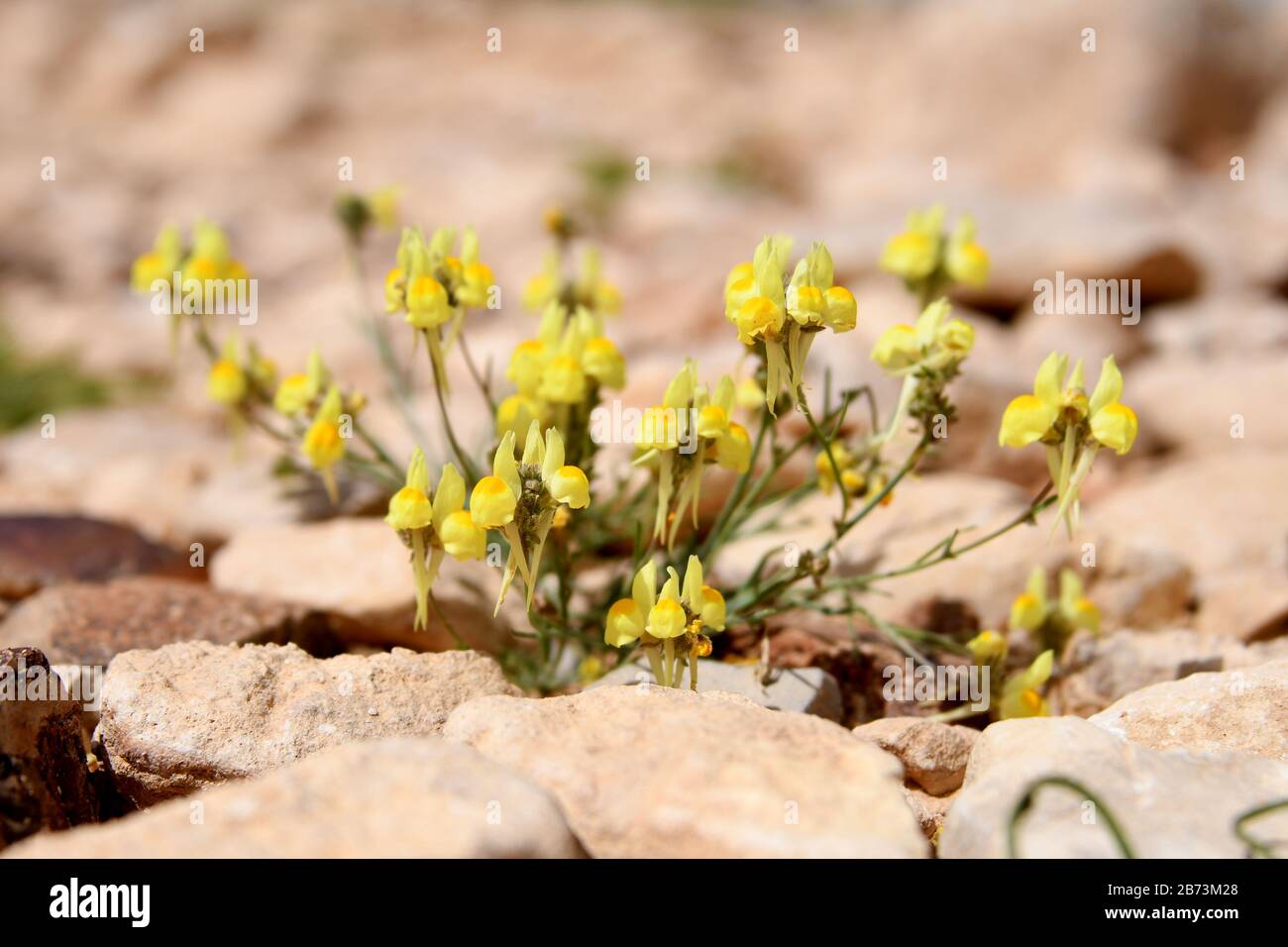 Yellow Desert Bloom After a rare rainy season in the Negev Desert, Israel, an abundance of wildflowers sprout out and bloom. Photographed in Wadi Zin, Stock Photo