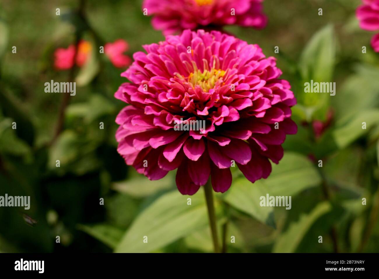 Full HD Pink Flower in flowers Garden Stock Photo