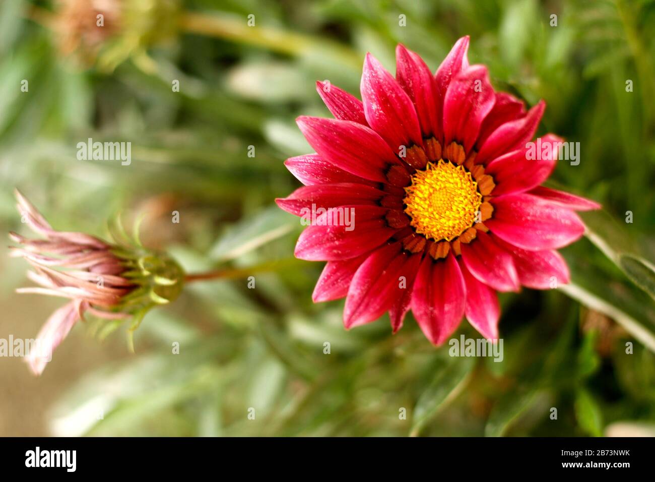 Pink sunflower hires stock photography and images Alamy