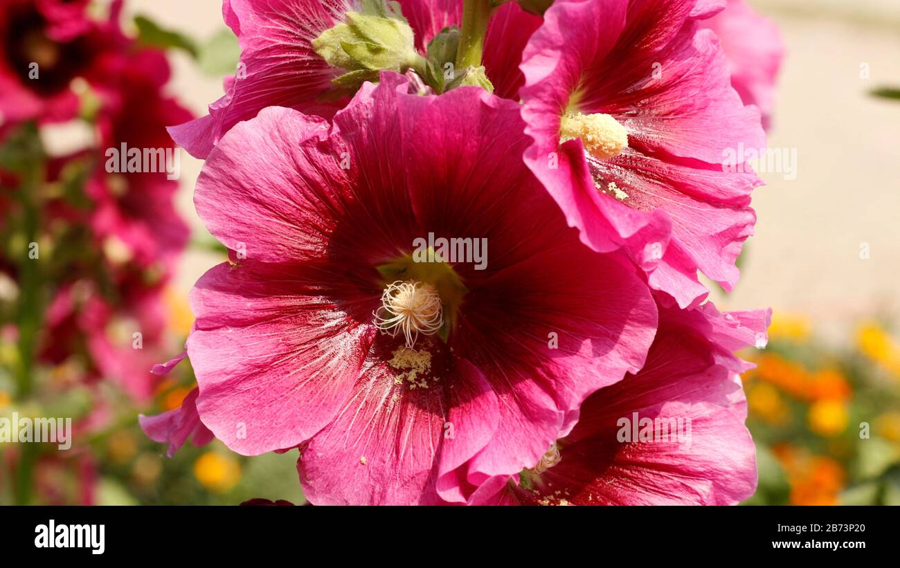 Pink hibiscus plant in full hi-res stock photography and images - Alamy