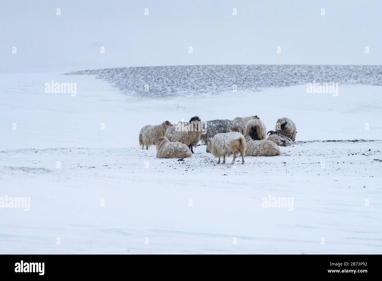 Flock of Icelandic sheep gathered together for shelter in a snow storm Stock Photo