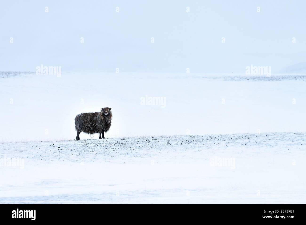 Lone Icelandic black sheep in bleak wild snowscape with gently falling snow. Its long fleece is covered in frozen snow Stock Photo