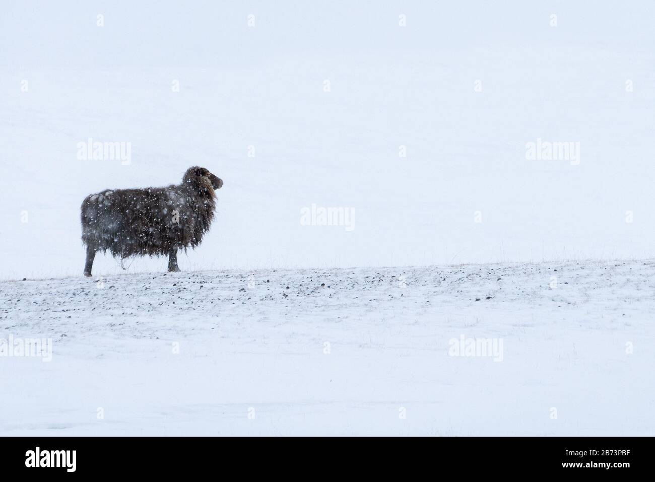 Lone Icelandic black sheep in bleak wild snow storm stoichally facing into the wind. Its long fleece is covered in frozen snow Stock Photo