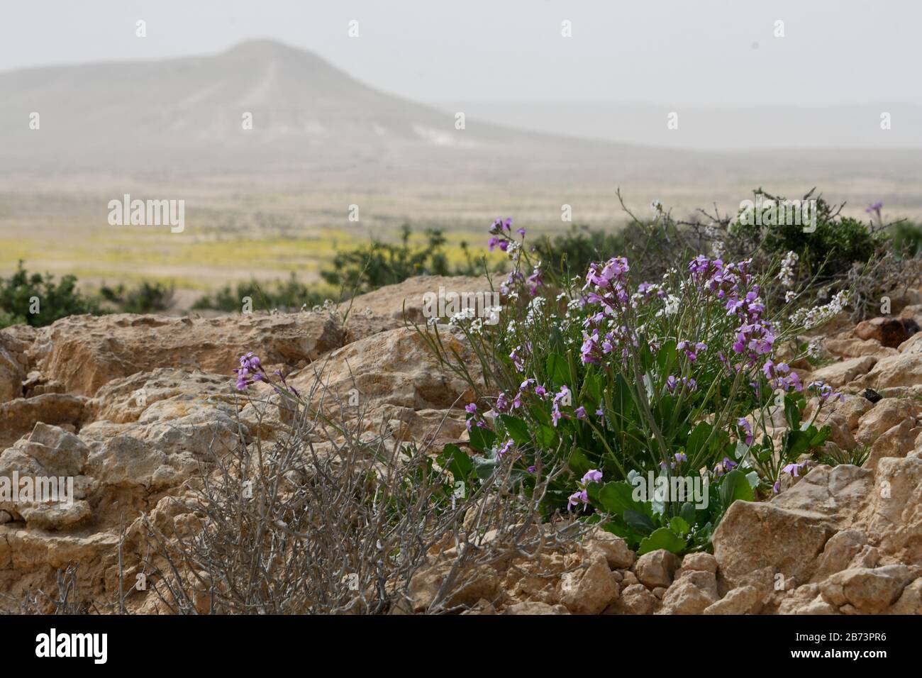 Blooming Purple Matthiola aspera After a rare rainy season in the Negev Desert, Israel, an abundance of wildflowers sprout out and bloom. Photographed Stock Photo