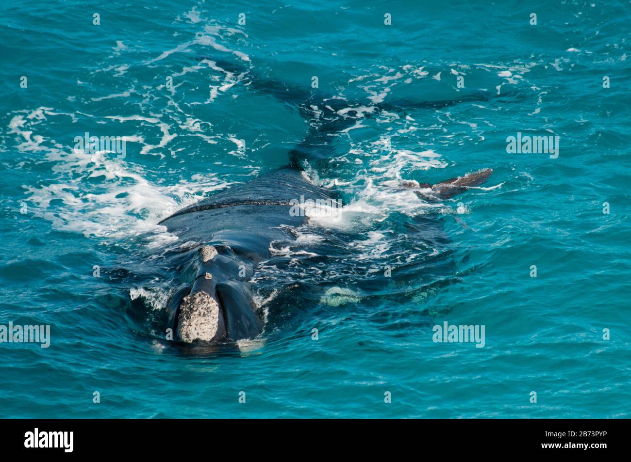 Southern Right Whale and calf Stock Photo - Alamy