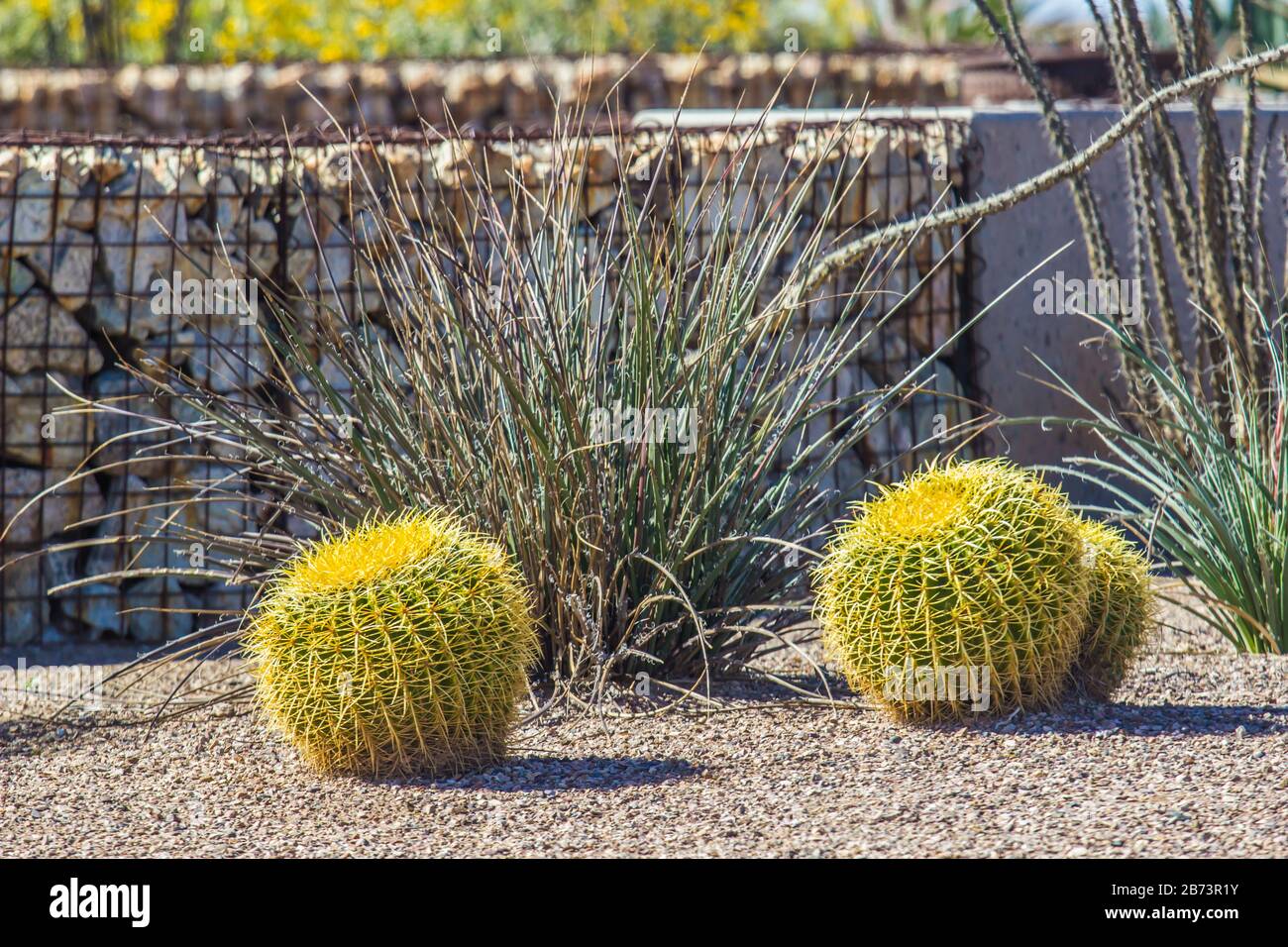 Small Colorful Barrel Cactus In Desert Garden Stock Photo