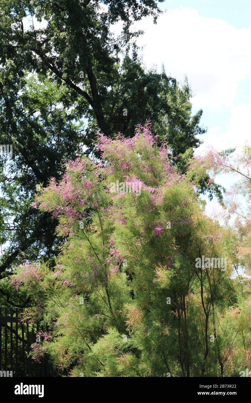 The top half of a full grown Tamarack tree, Larix laricina, in the summer Stock Photo