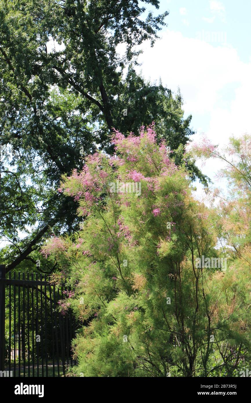A full grown Tamarack tree, Larix laricina, in the summer Stock Photo