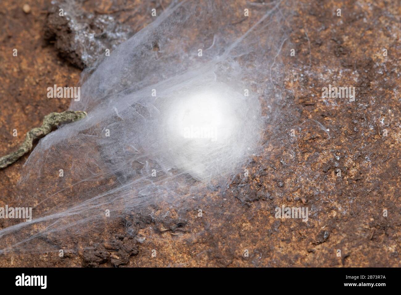 Gnaphosidae, Spider Eggsack, Ground Dwelling Spider Stock Photo