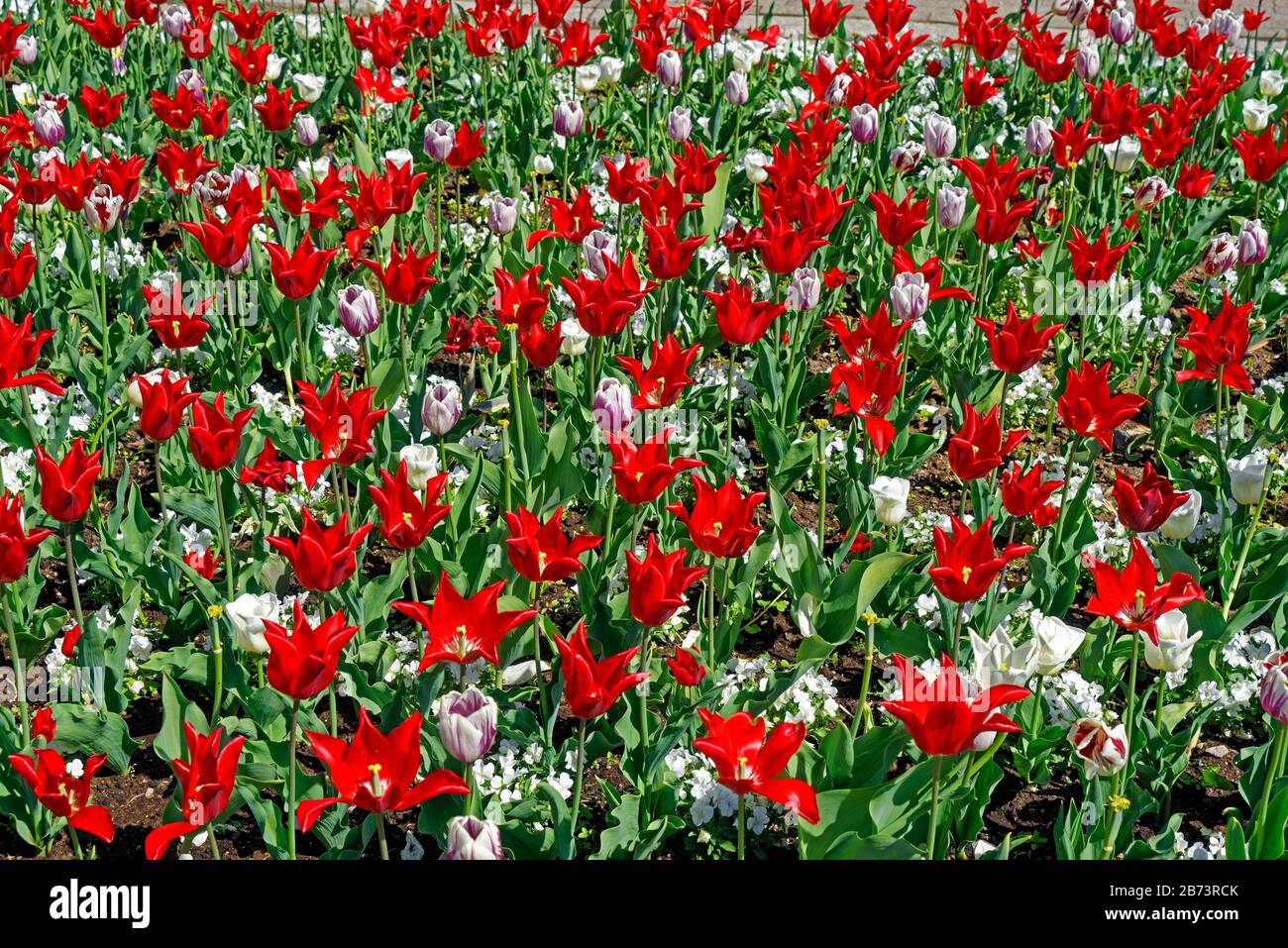 Germany, Rhineland-Palatinate, Speyer, cathedral place, SchUM town, place of the twin towns, bed of tulips, red, knows, detail, place of interest, tou Stock Photo