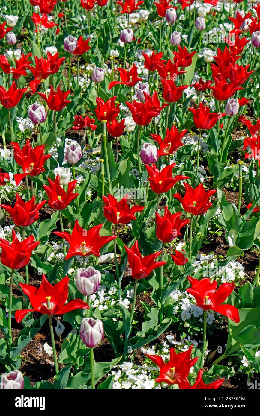 Germany, Rhineland-Palatinate, Speyer, cathedral place, SchUM town, place of the twin towns, bed of tulips, red, knows, detail, place of interest, tou Stock Photo