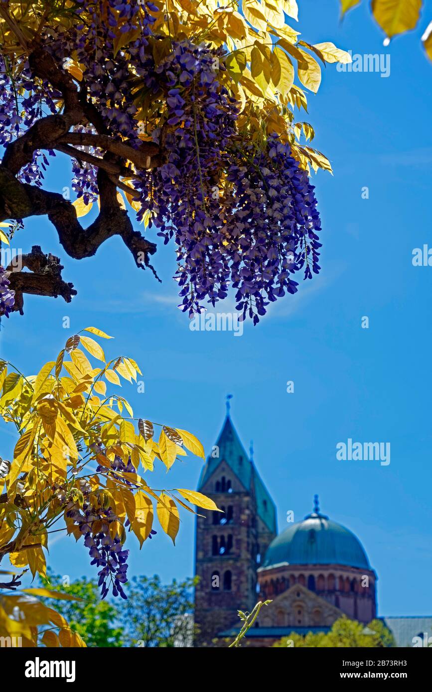 Germany, Rhineland-Palatinate, Speyer, solar lane, SchUM town, blue rain, cathedral to Speyer, imperial cathedral, Saint Maria and Saint Stephan, cons Stock Photo