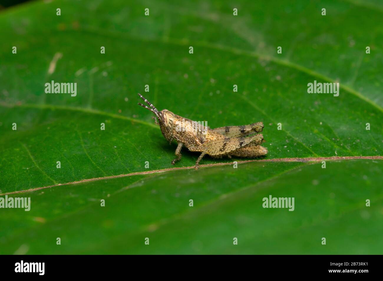Short horned Grasshopper, Pezotettix giornae, Pune, Mharashtra, India Stock Photo
