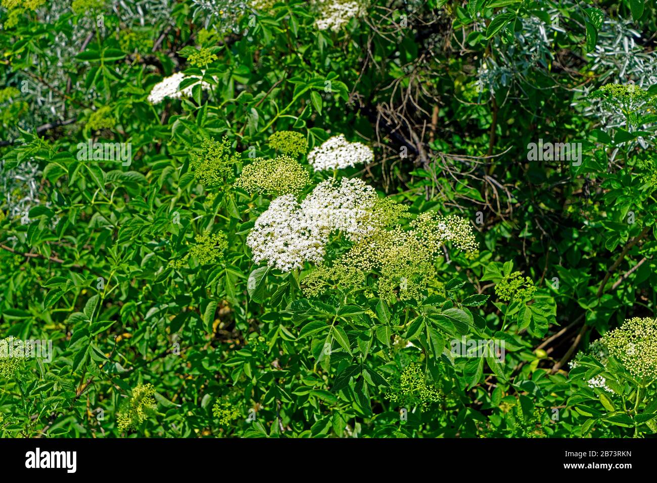 Germany, Rhineland-Palatinate, Speyer, Geibstrasse, SchUM town, elder, blossoms, knows, flowers, plants, detail, shrub Stock Photo