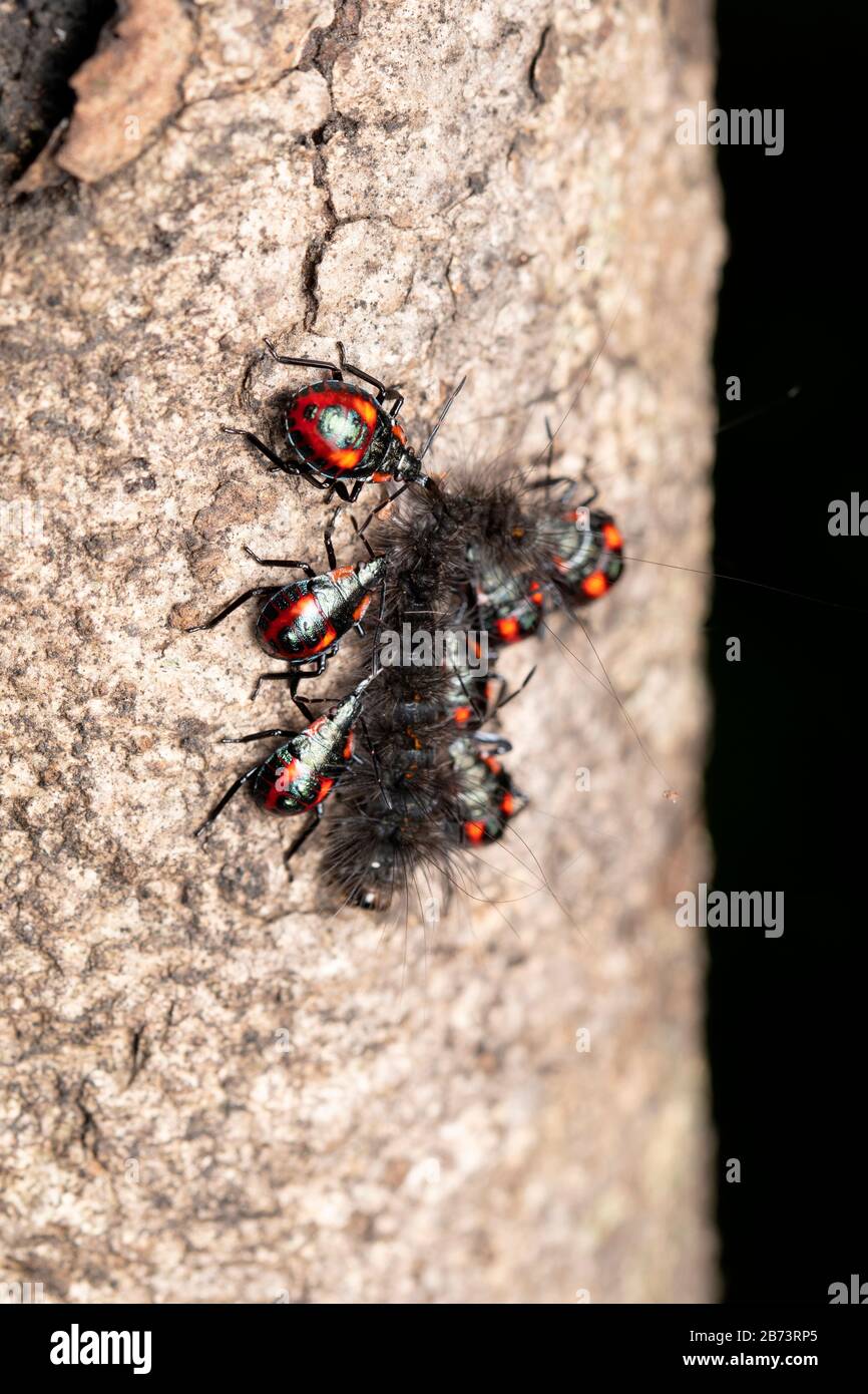 Stink bugs (Euthyrhynchus florandus) hunting on moth caterpillar Stock Photo