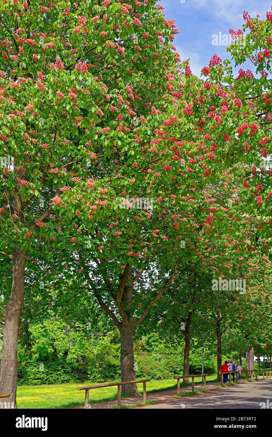 Germany, Rhineland-Palatinate, Speyer, Rhine avenue, SchUM town, chestnut trees, blossoms, red, plants, trees, park, detail, flowers, people, people, Stock Photo