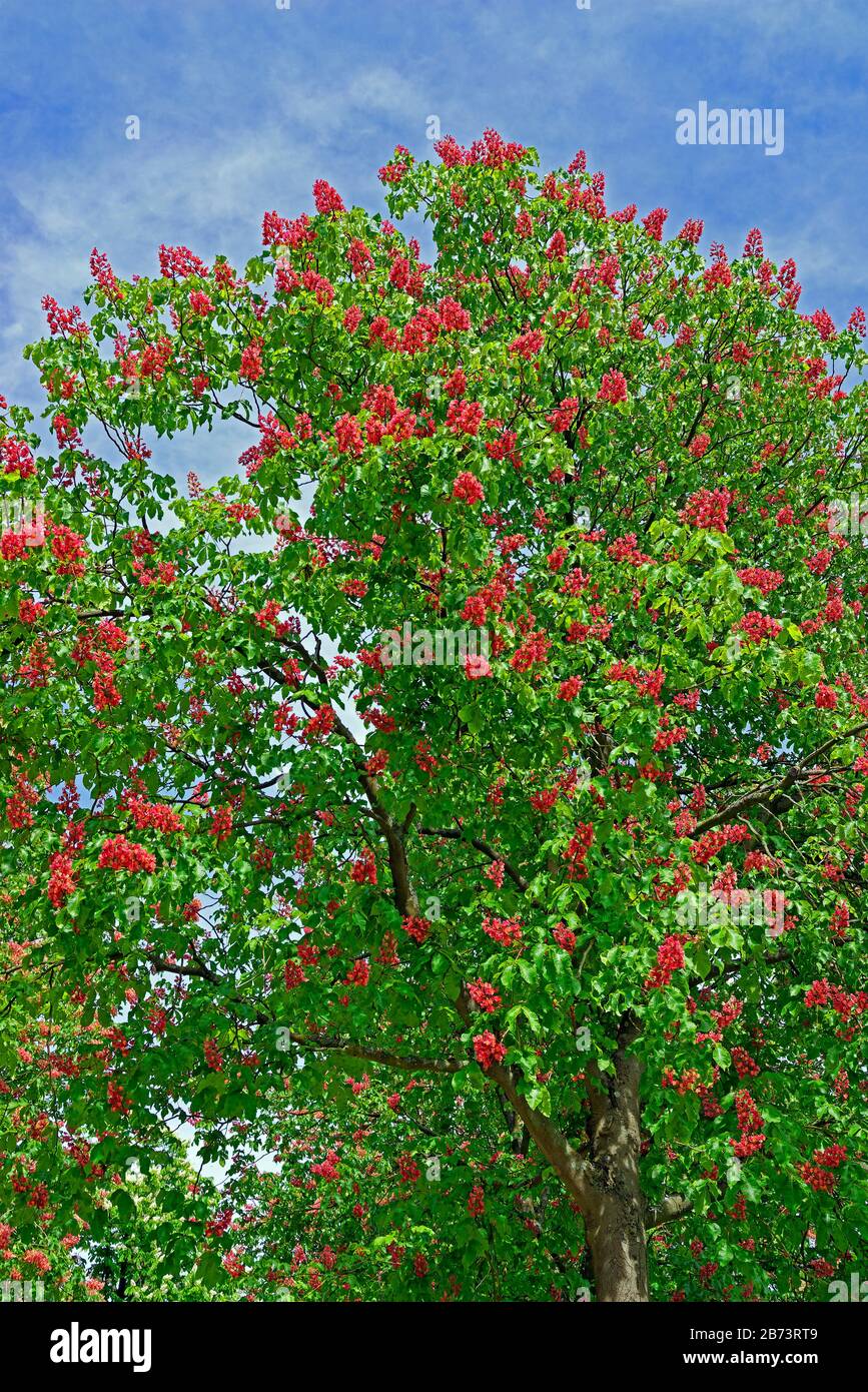 Germany, Rhineland-Palatinate, Speyer, Rhine avenue, SchUM town, chestnut tree, blossoms, red, plants, trees, park, detail, flowers Stock Photo