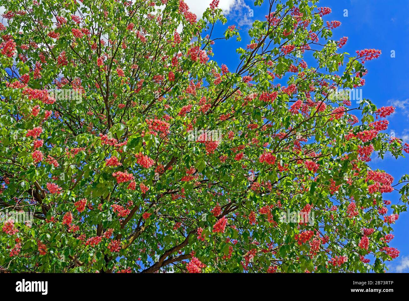 Germany, Rhineland-Palatinate, Speyer, Rhine avenue, SchUM town, chestnut trees, blossoms, red, plants, trees, detail, flowers Stock Photo