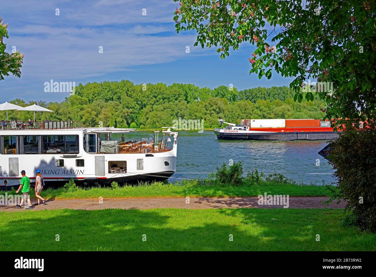 Germany, Rhineland-Palatinate, Speyer, Rhine avenue, SchUM town, river, the Rhine, river cruise ship, chestnut tree, blossoms, red, knows, inland ship Stock Photo